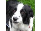Adopt Chloe'Sponsors Needed' a Black - with White Border Collie / Mixed dog in