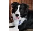 Adopt Kimmie a Black - with White Border Collie / Mixed dog in Minerva