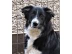 Adopt Cole a Black - with White Border Collie / Mixed dog in Minerva