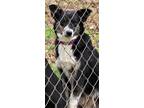Adopt Little Bitty a Tricolor (Tan/Brown & Black & White) Border Collie / Mixed