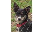 Adopt Misti a Tricolor (Tan/Brown & Black & White) Border Collie / Mixed dog in