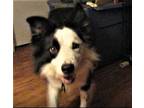 Adopt Cooper 'Sponsors Needed' a Black - with White Border Collie / Mixed dog in