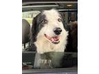 Adopt Branch a Black - with White Border Collie / Mixed dog in Minerva