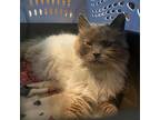 Adopt Sasha 2 a White (Mostly) Himalayan / Mixed cat in Winchester