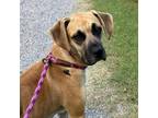 Adopt Lucille a Tan/Yellow/Fawn Boxer / Mastiff / Mixed dog in Cordova