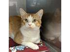 Adopt Herschel a Orange or Red Domestic Shorthair / Mixed cat in Melfort