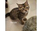 Adopt Female tabby 2 a Gray or Blue Domestic Shorthair / Mixed cat in Ferndale