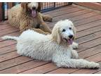 Adopt KY-Klinger a Poodle (Standard) / Mixed dog in Jacksonville, NC (39172185)