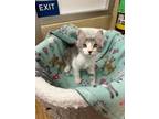 Adopt Lilac a Gray or Blue Domestic Shorthair (short coat) cat in Fresno