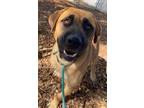 Adopt Bill a Mastiff / Mixed dog in Lincoln, NE (39164871)