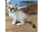 Adopt Dolly a White Snowshoe / Mixed cat in Long Beach, CA (39189830)