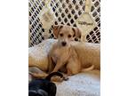 Adopt Marshmallow (S'mores pups) a Feist / Mixed dog in Frederick, MD (39189821)