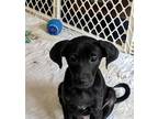 Adopt Chocolate (S'mores pups) a Feist / Mixed dog in Frederick, MD (39189819)