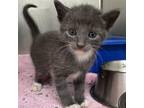 Adopt Wave a Gray or Blue Domestic Shorthair / Mixed cat in Auburn