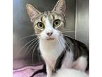 Adopt Lexi a White Domestic Shorthair / Mixed cat in Auburn, AL (39190239)