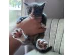 Adopt Lapis a Gray or Blue Domestic Shorthair / Mixed cat in Auburn