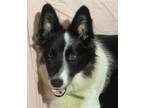 Adopt Lexi 'Bonded Pair a Black - with White Border Collie / Mixed dog in