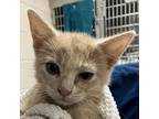Adopt 66889 a Tan or Fawn Tabby Domestic Mediumhair / Mixed cat in Las Cruces