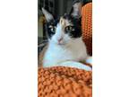 Adopt Reese a Calico or Dilute Calico Domestic Mediumhair / Mixed (medium coat)