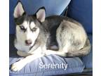 Adopt Serenity a Husky dog in Discovery Bay, CA (39189852)