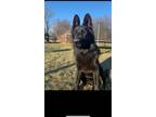 Adopt Ronin a Black German Shepherd Dog / Mixed dog in Troy, MI (39189850)