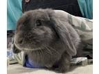 Adopt Baby a Lop, Holland / Mixed rabbit in Escondido, CA (39189834)