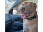 Adopt HANK a Brown/Chocolate American Staffordshire Terrier / Mixed dog in