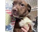 Adopt Josiah a Brown/Chocolate Labrador Retriever / Mixed dog in Delaware