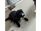 Adopt Jelly Roll a Black Border Collie / Mixed dog in Delaware, OH (39189723)