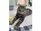 Adopt Sawyer a Domestic Mediumhair / Mixed cat in Vernon, BC (39091966)