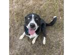 Adopt Chandler a Black Border Collie / Mixed dog in Albert Lea, MN (39189797)