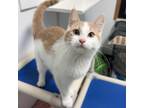 Adopt Violet Fae a Tan or Fawn Tabby Domestic Shorthair / Mixed cat in Albert