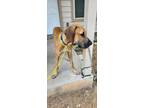 Adopt Diesel a Great Dane / Mixed dog in Bullard, TX (39184130)