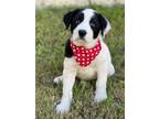 Adopt Smith a White - with Black Labrador Retriever / Border Collie / Mixed dog