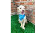Adopt PERLITA a White Cairn Terrier / Mixed dog in Auburn, WA (39189707)