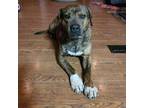 Adopt Kade a Brindle American Staffordshire Terrier / Mixed Breed (Medium) /