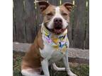 Adopt Billie a Tan/Yellow/Fawn Staffordshire Bull Terrier / Mixed dog in