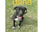 Adopt Bayne a Black American Staffordshire Terrier / Mixed dog in Chicago