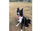 Adopt walker a Black - with White Border Collie / Mixed dog in Kahului