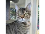 Adopt Bengal a Brown or Chocolate Domestic Shorthair / Mixed cat in Hawthorne