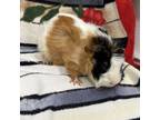 Adopt Joe Perry a Guinea Pig small animal in Quakertown, PA (39189673)