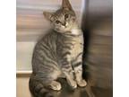 Adopt Ainsley a Gray, Blue or Silver Tabby Domestic Shorthair cat in Burlington