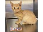Adopt Rocket a Orange or Red (Mostly) Domestic Shorthair cat in Burlington