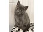 Adopt Big KITTEN a Gray or Blue Domestic Mediumhair / Mixed (medium coat) cat in