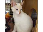 Adopt Genie (Napa Petco) a Orange or Red (Mostly) Siamese / Mixed (short coat)