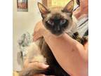 Adopt Lindsay (MC) a Brown or Chocolate (Mostly) Siamese / Mixed (short coat)