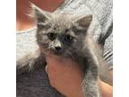 Adopt Mango (MC) a Gray or Blue Russian Blue / Mixed (short coat) cat in Napa