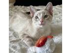 Adopt Demetri (MC) a Cream or Ivory (Mostly) Siamese / Mixed (short coat) cat in