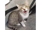 Adopt Suzy (MC) a Brown Tabby Domestic Shorthair / Mixed (short coat) cat in