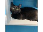 Adopt Racer a All Black Domestic Shorthair / Mixed cat in Cheyenne